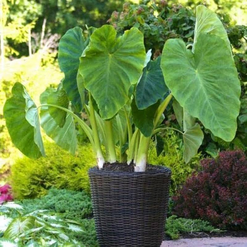 Elephant Ears (Colocasia Esculenta) 3 Bulbs by Greenhouse PCA - Bold Tropical Landscape Effect - Product image 1