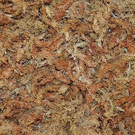 Sun Bulb Company Inc 50430 Better-Gro Sphagnum Moss, Growing Medium, 240 Grams - Product image 1